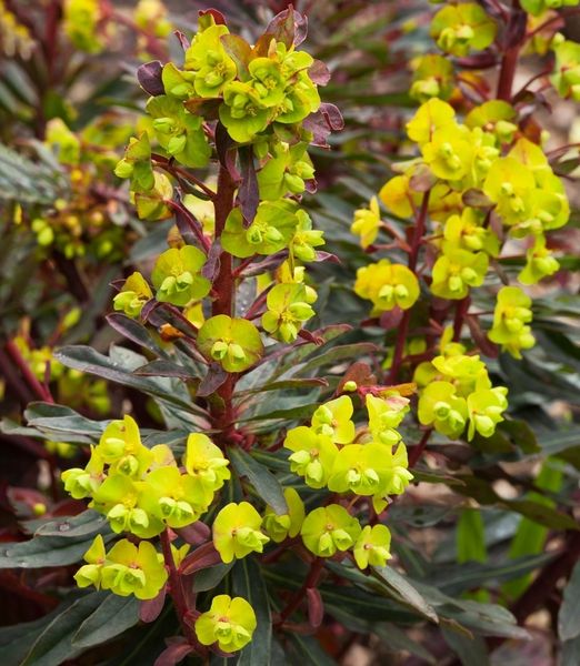 Euphorbia amygdaloides 'Purpurea'